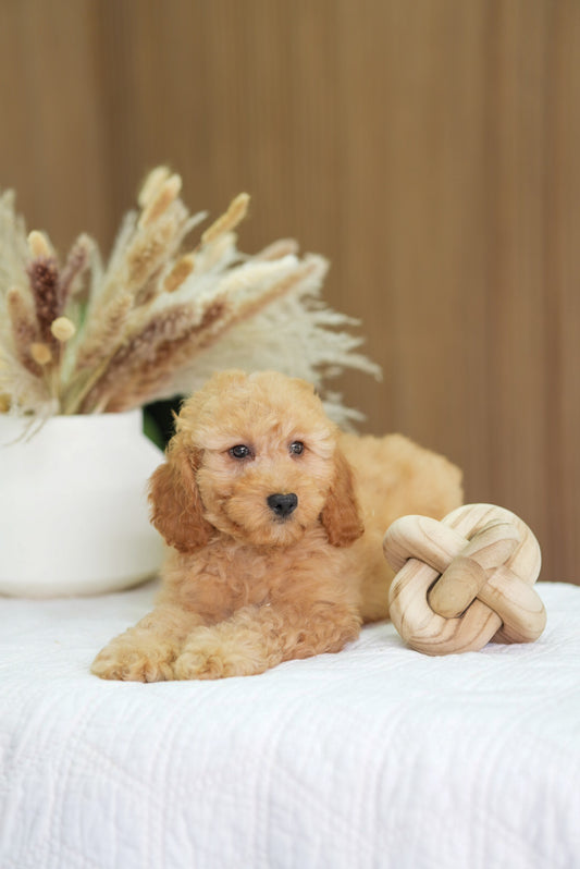 Mini Cockapoo Boy