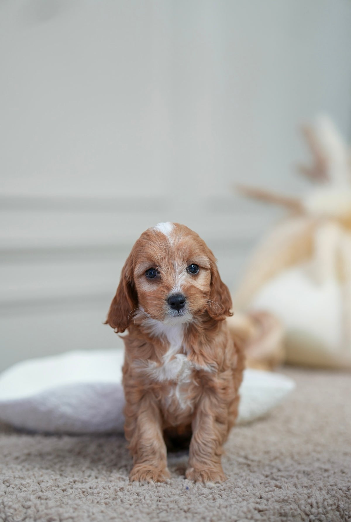 Mini Cockapoo Girl
