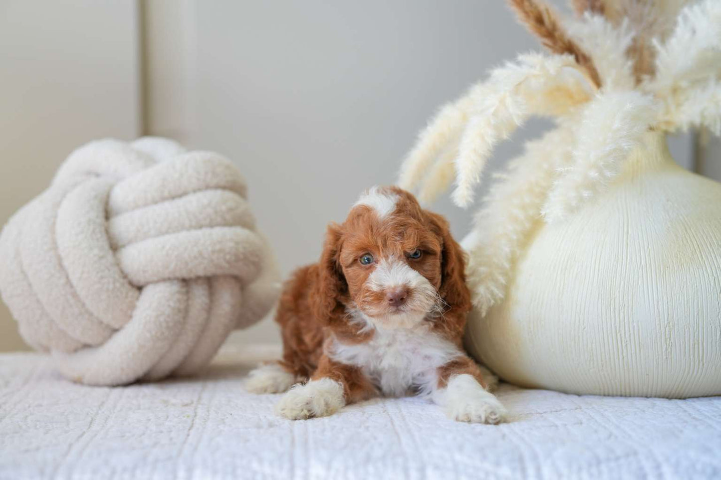 Mini Goldendoodle Girls
