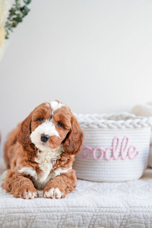 Mini Goldendoodle Boys