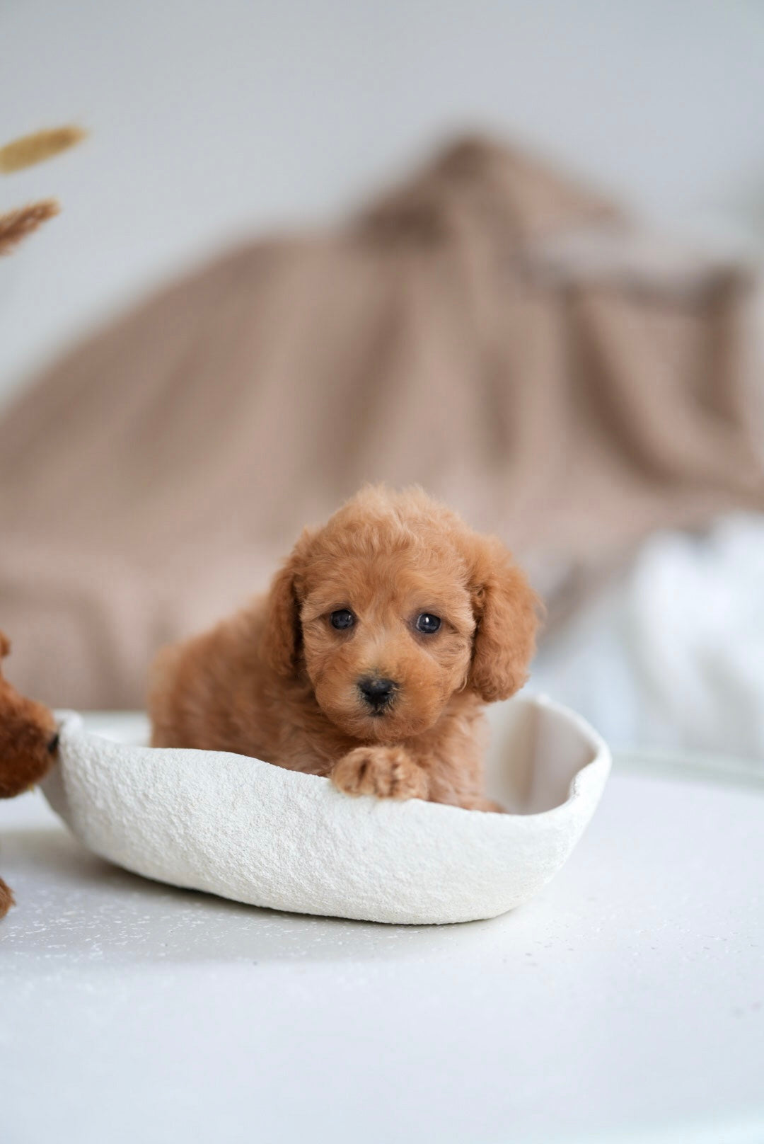 Toy Poodle Boys & Girls