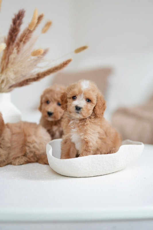 Toy Poodle Boys & Girls