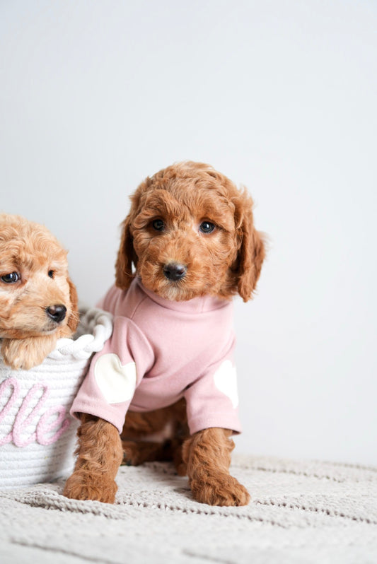 Mini Goldendoodle Girls