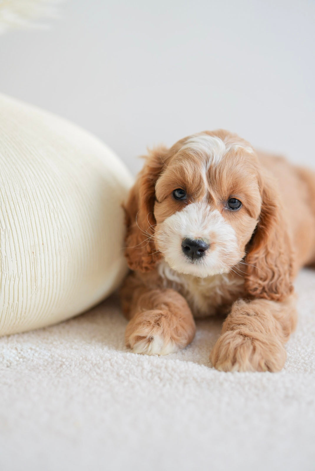 Coockapoo Side Mini About Breeds – PawTouch