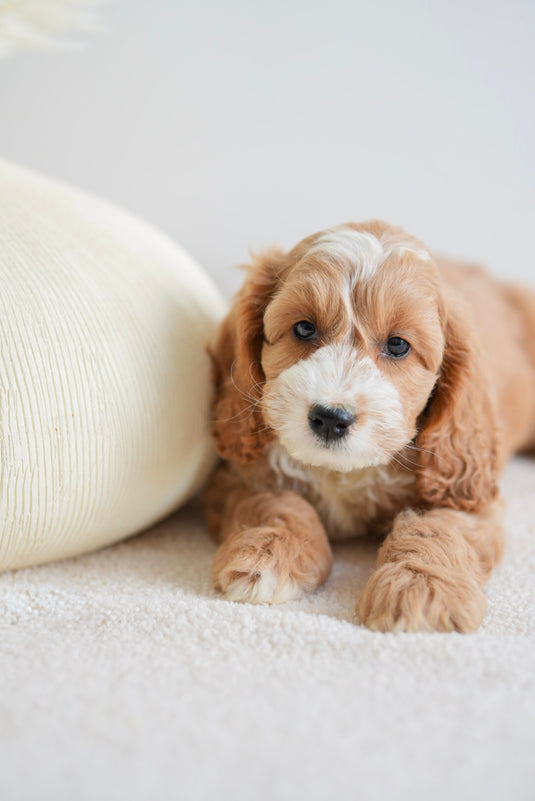 About Breeds – PawTouch