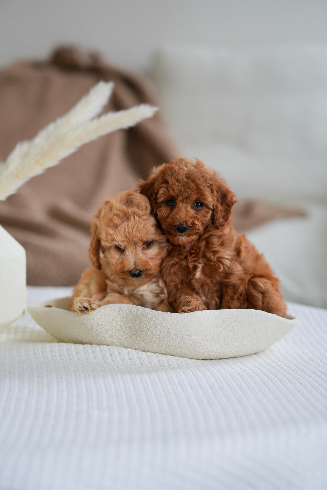 Toy Poodles