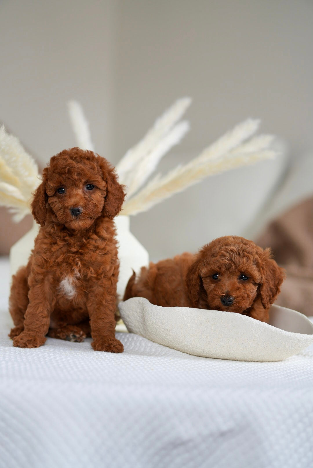 Toy Poodles