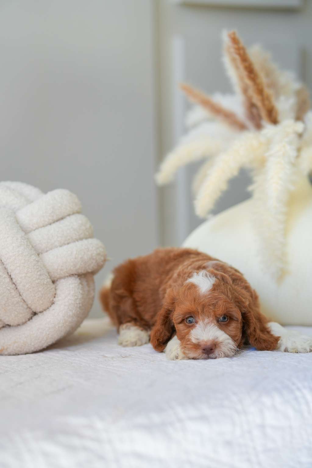 Mini Goldendoodle Girls