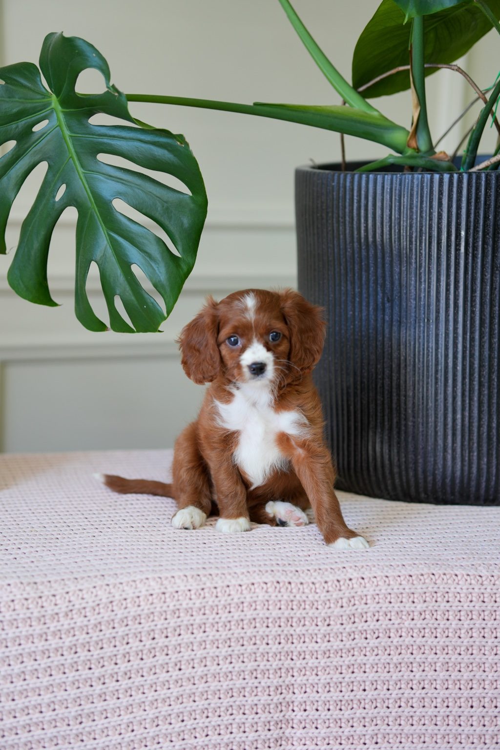 Cavapoo Girl