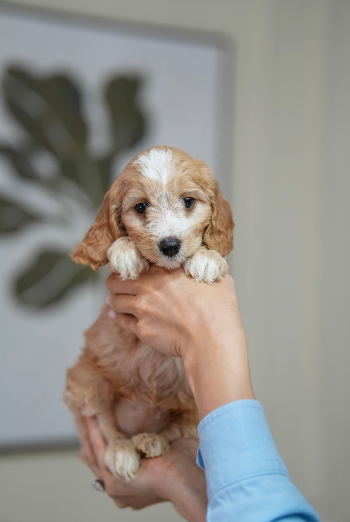 Mini Cockapoo Girl