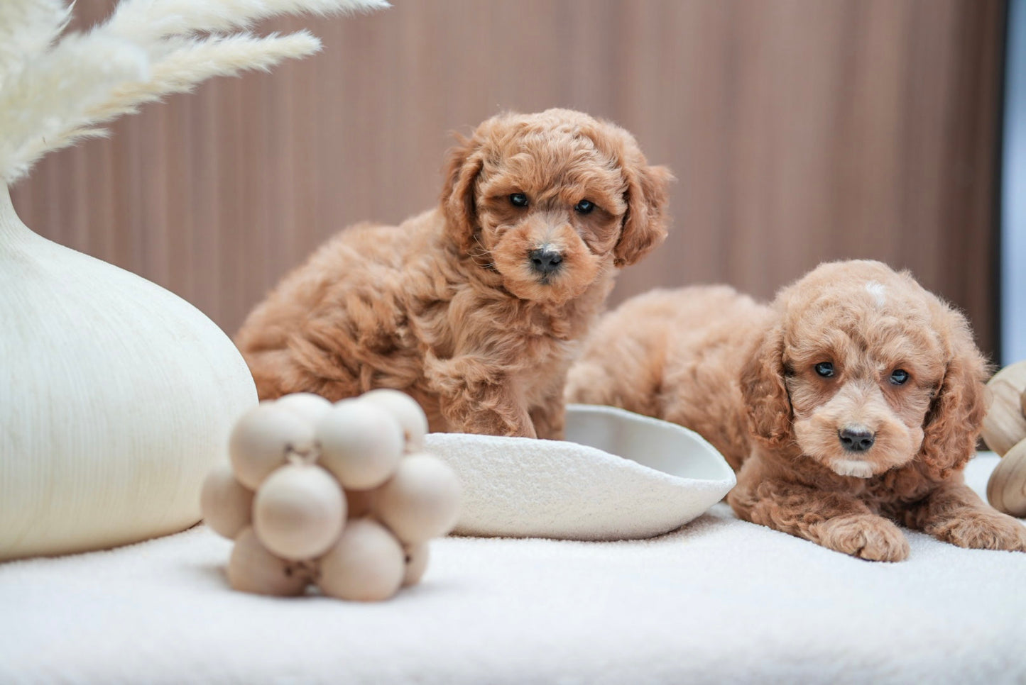 Mini Goldendoodle Boys
