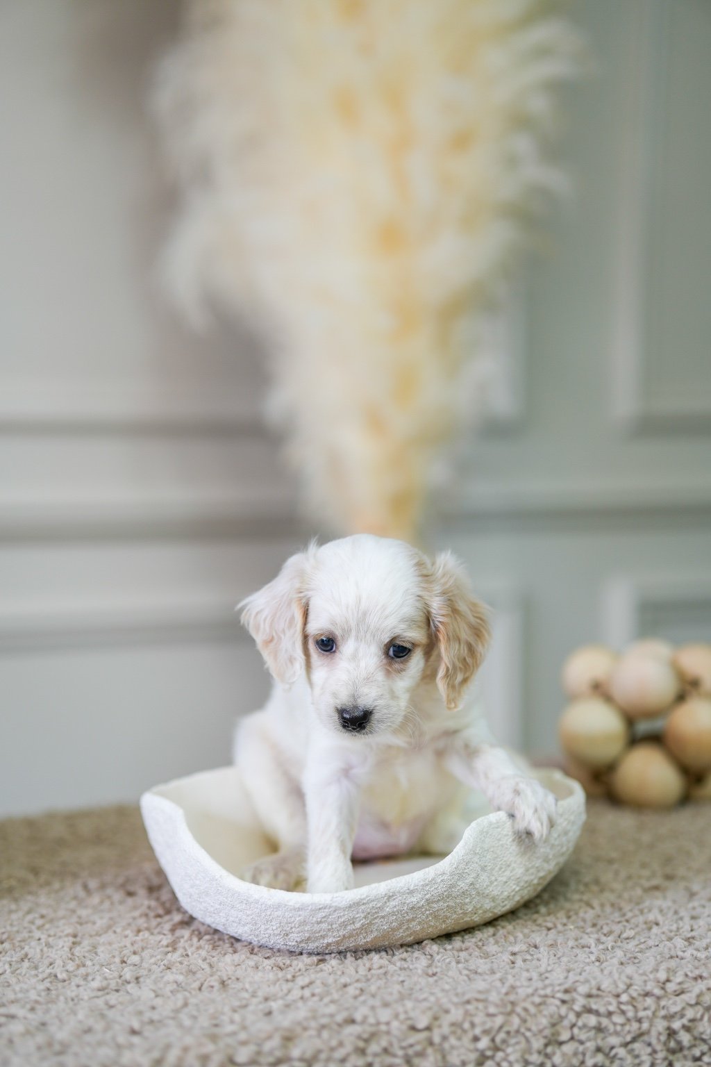 Mini Cockapoo Girl