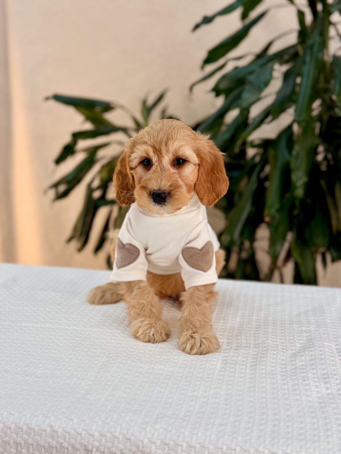 Mini Goldendoodle Boys