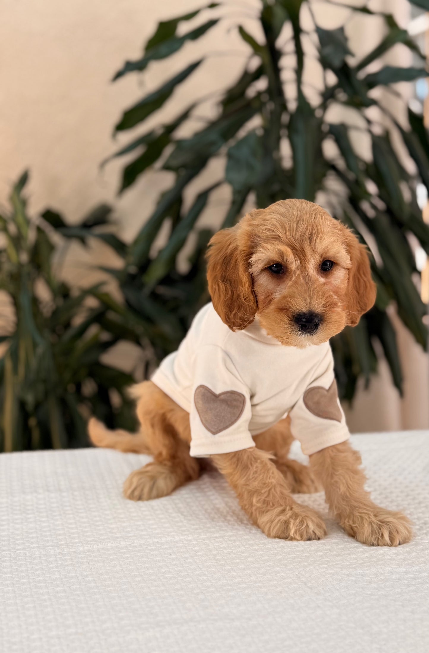 Mini Goldendoodle Boys