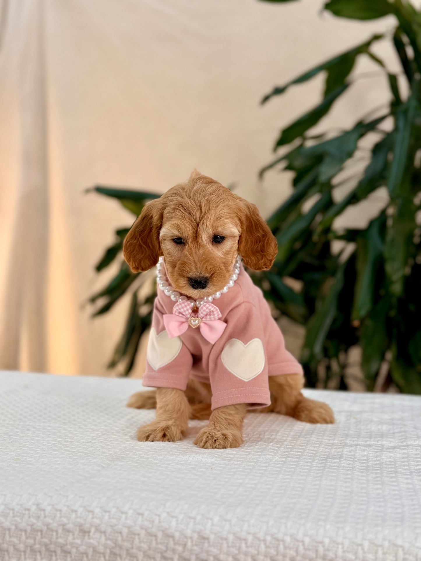 Mini Goldendoodle Girls