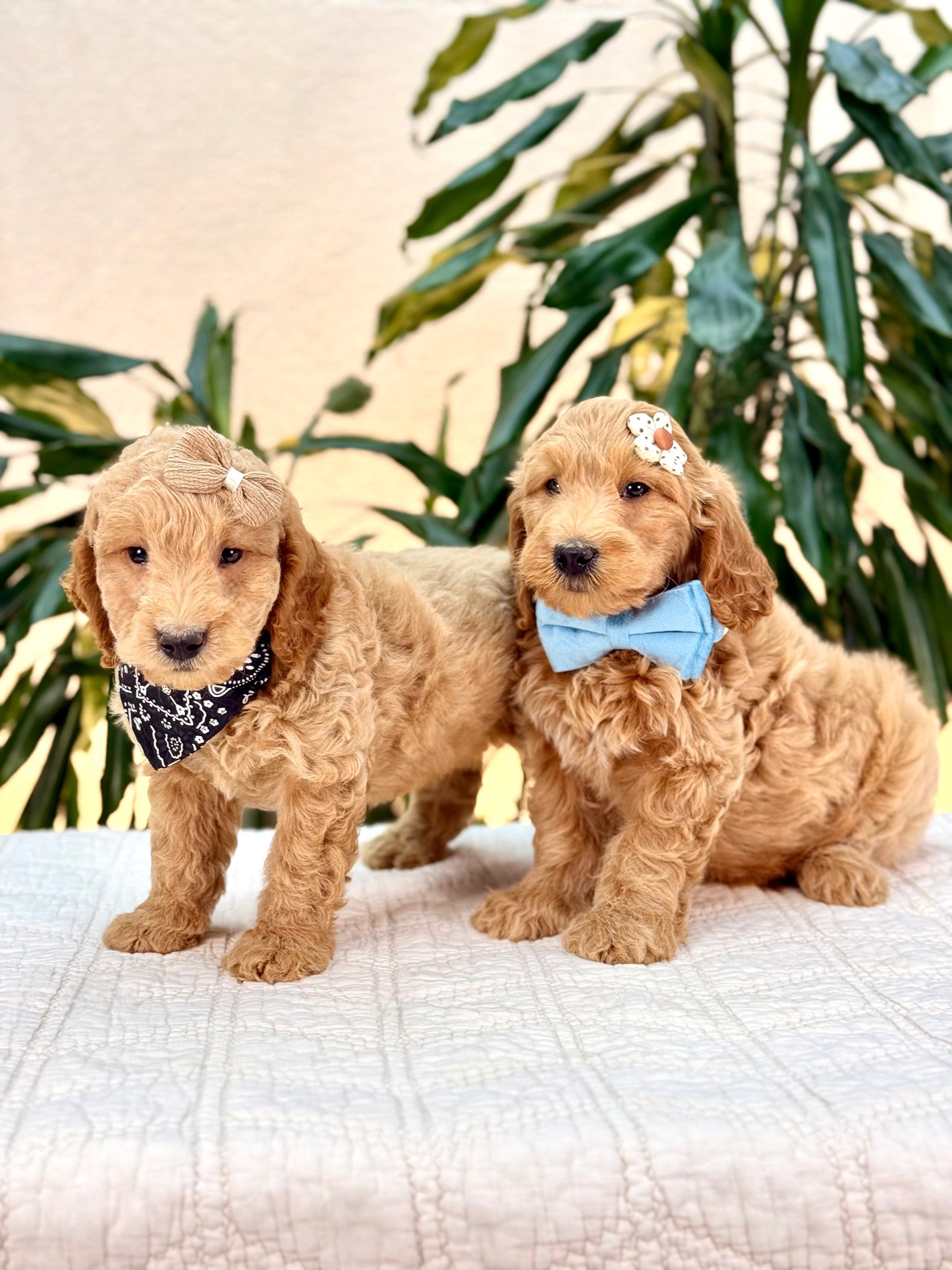 Mini Goldendoodle Boys