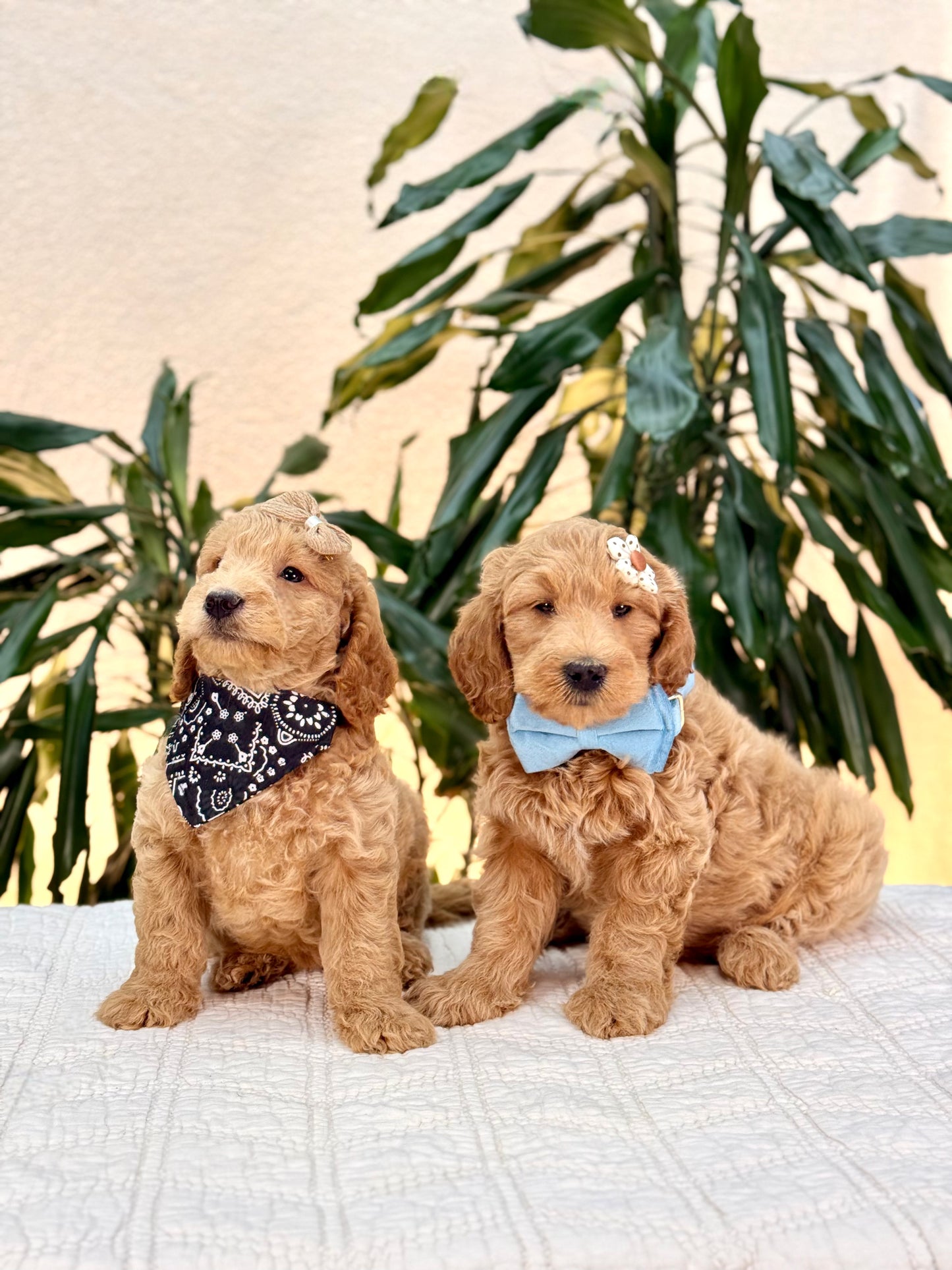 Mini Goldendoodle Boys