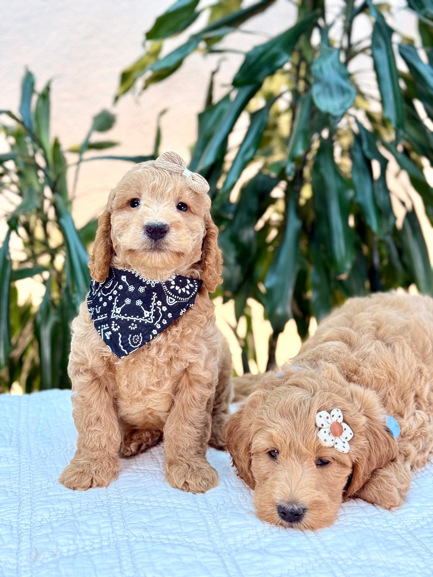 Mini Goldendoodle Boys