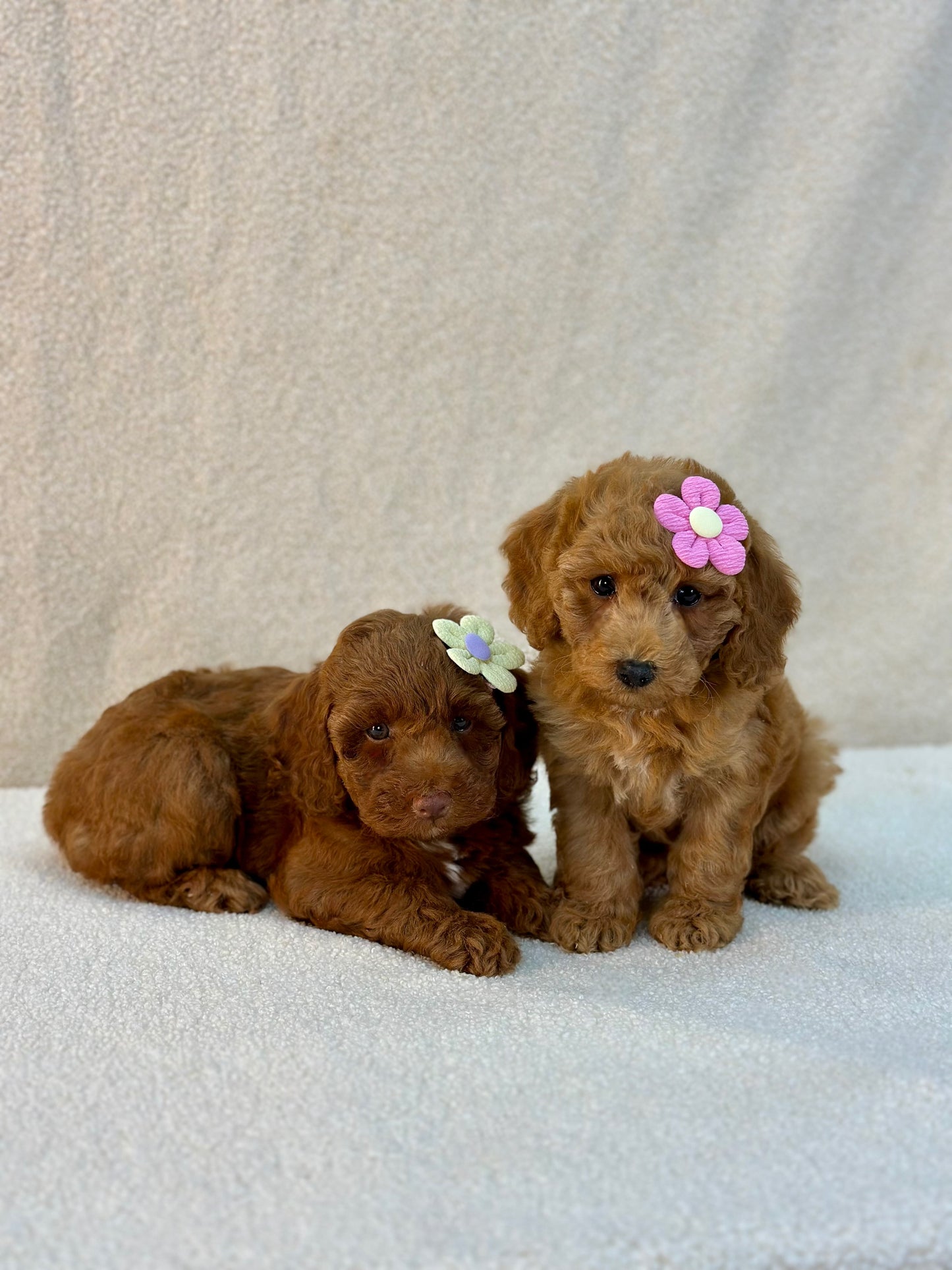 Toy/Mini Poodles