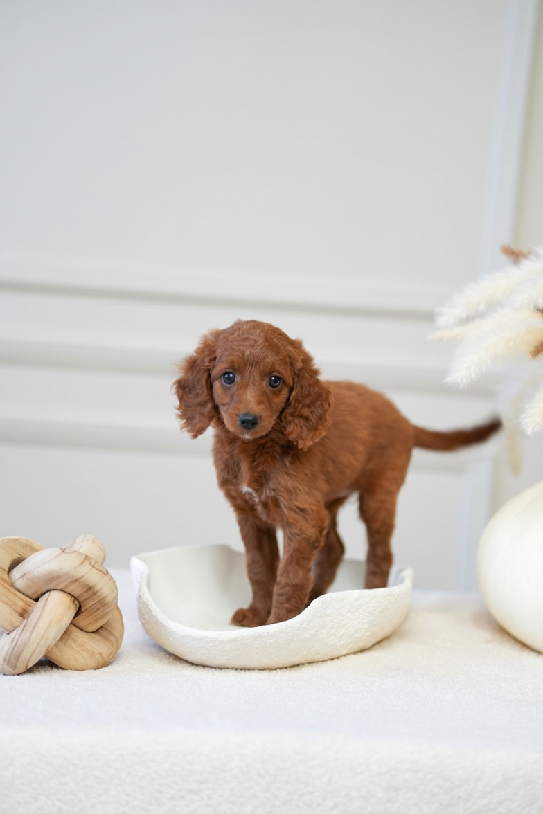 Mini Cockapoo Girl