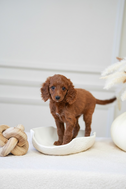 Mini Cockapoo Girl