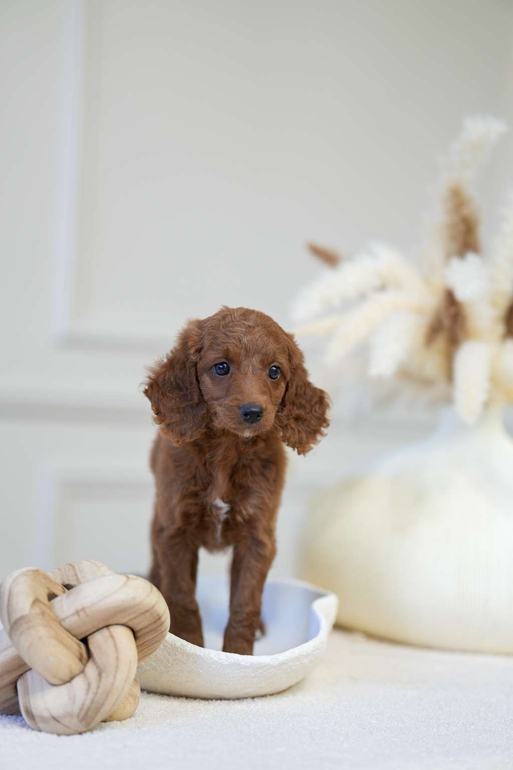 Mini Cockapoo Girl