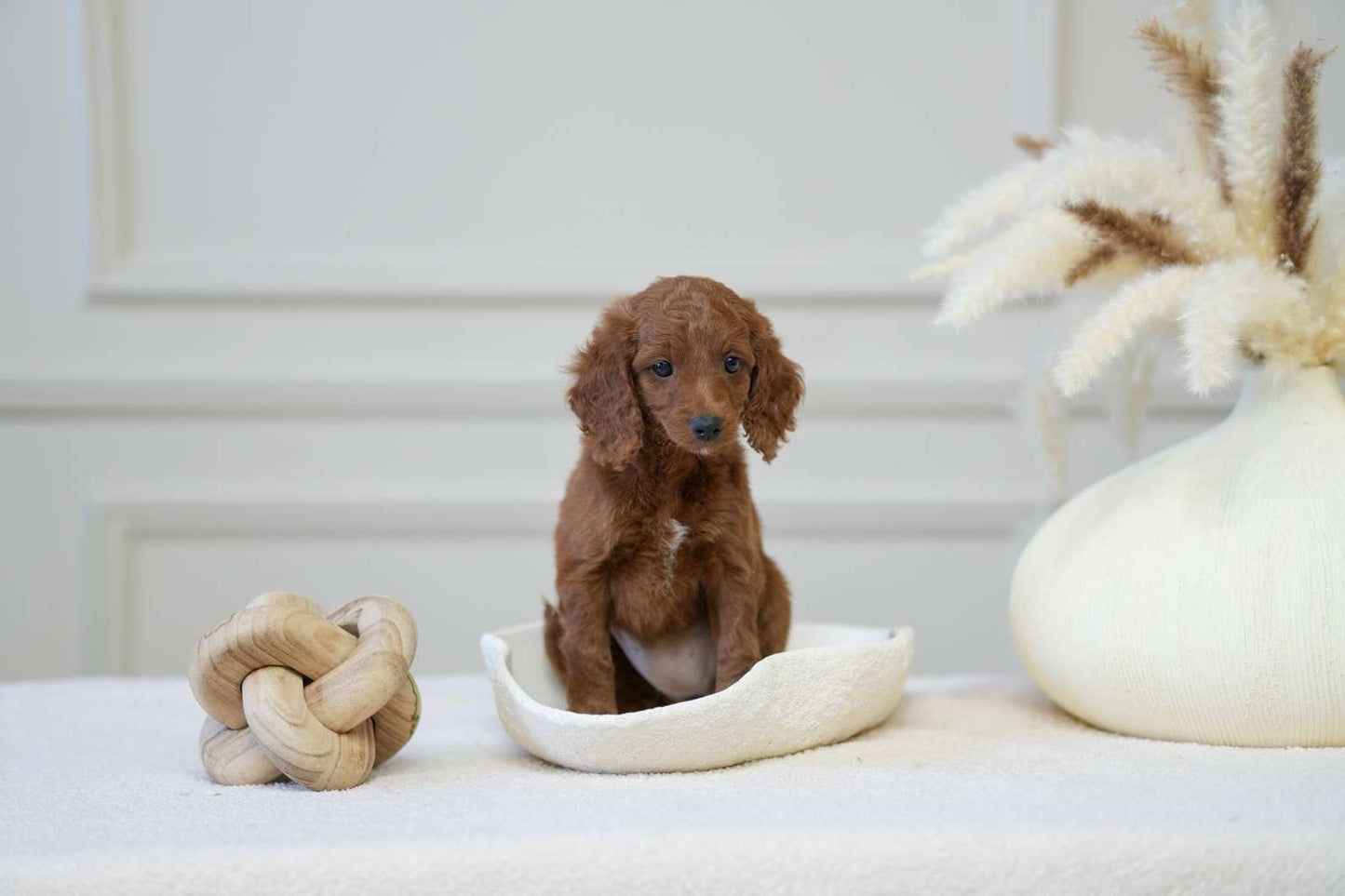Mini Cockapoo Girl