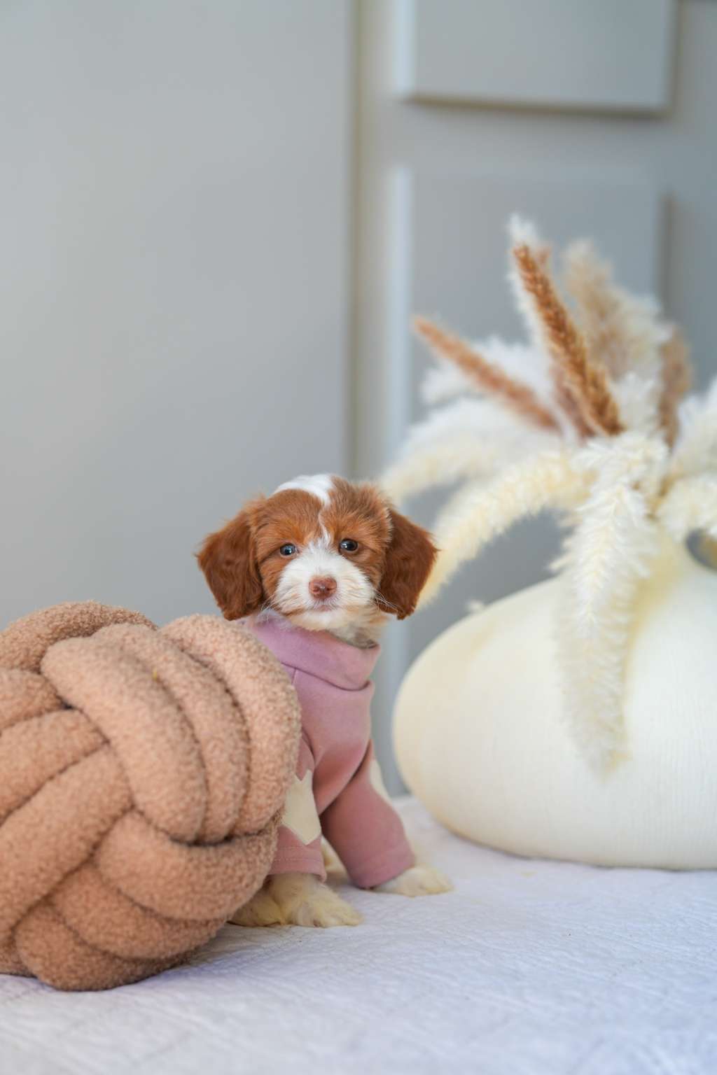 Mini Goldendoodle Girls