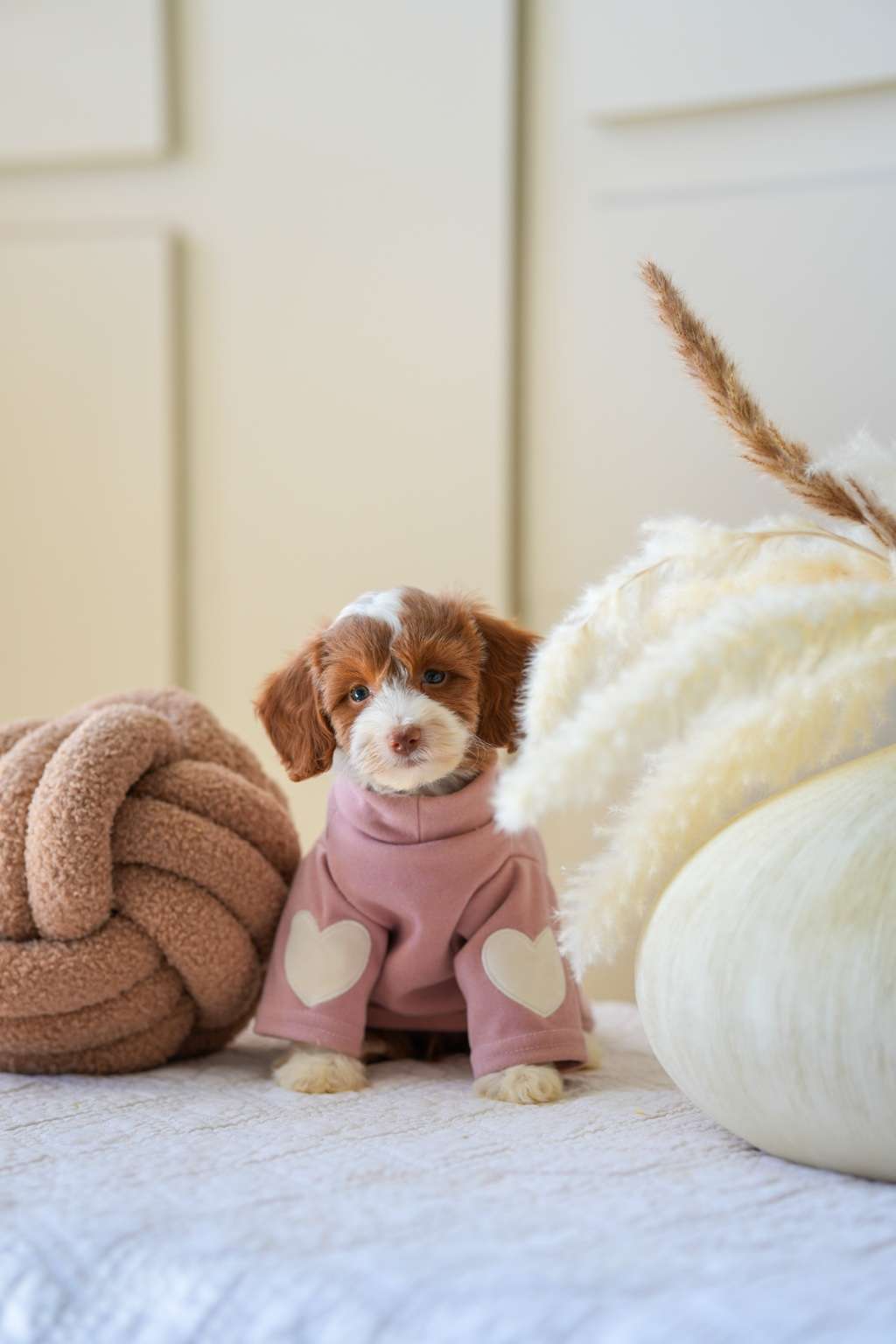 Mini Goldendoodle Girls