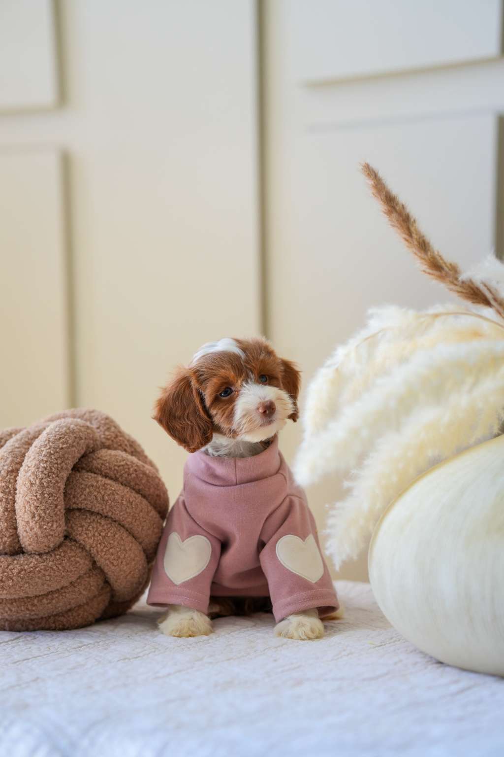 Mini Goldendoodle Girls