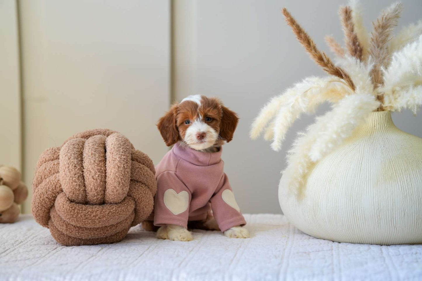 Mini Goldendoodle Girls