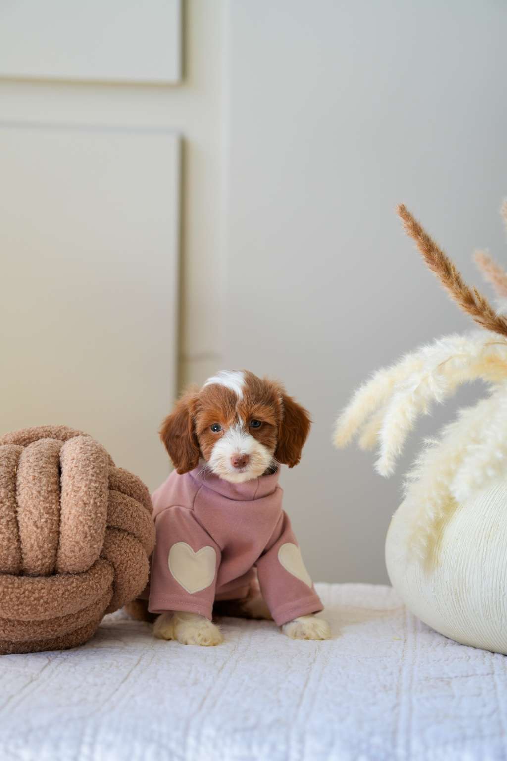 Mini Goldendoodle Girls
