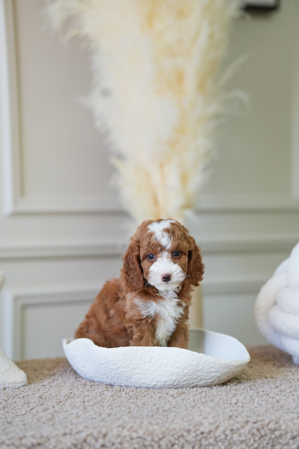 Mini Cockapoo Boy