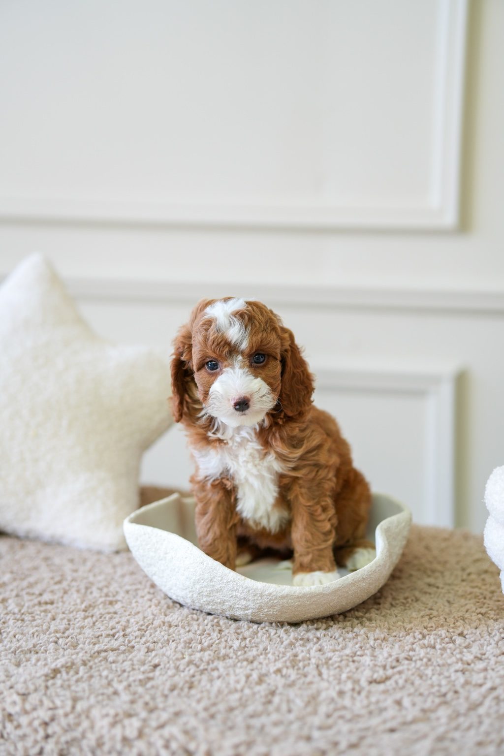 Mini Cockapoo Boy