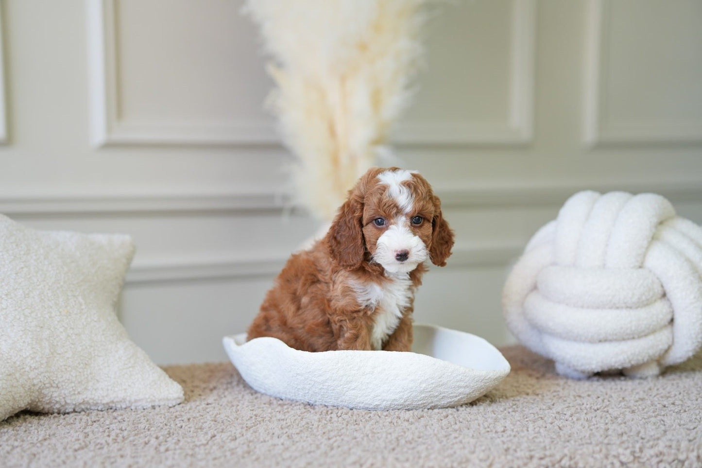 Mini Cockapoo Boy