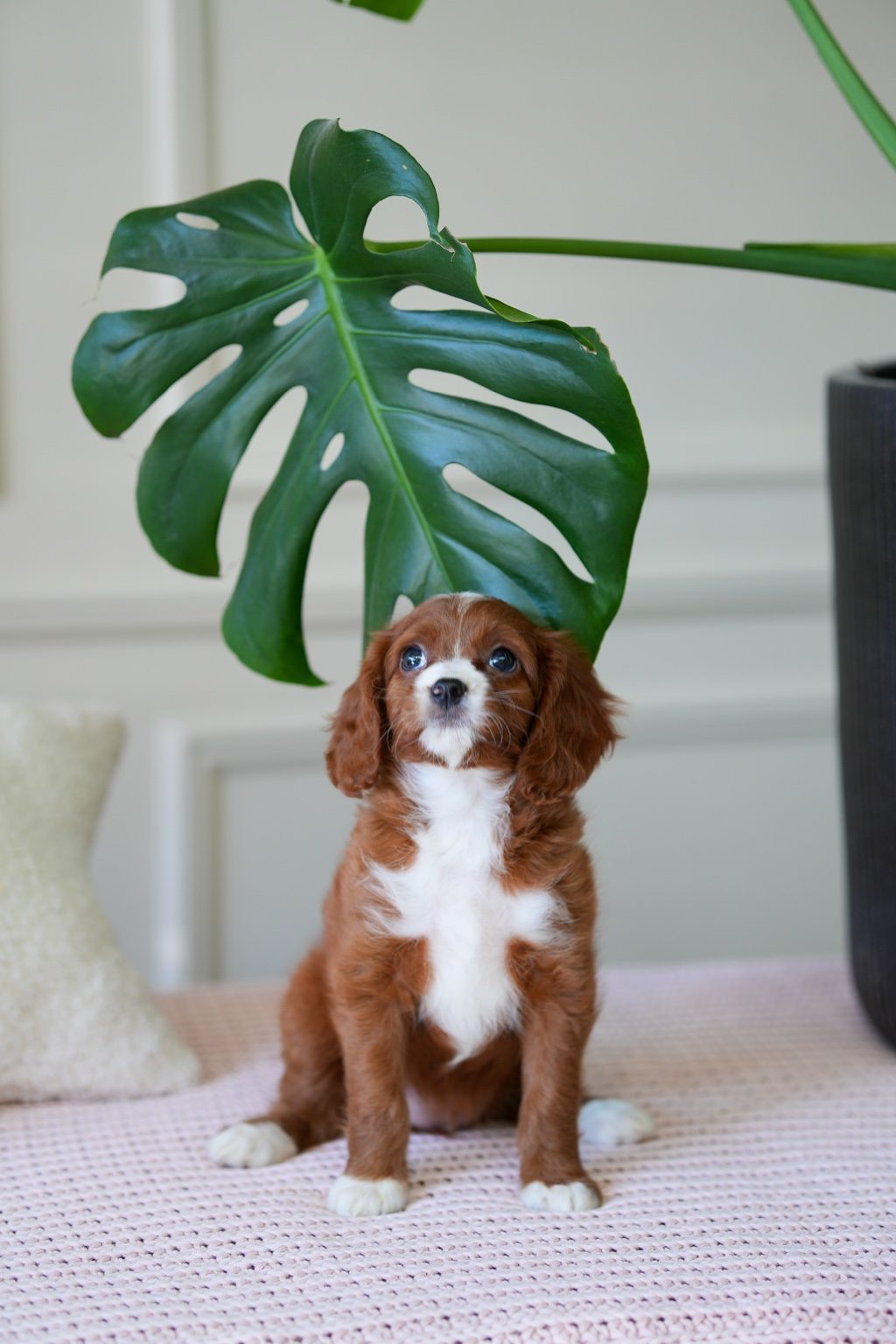 Cavapoo Girl
