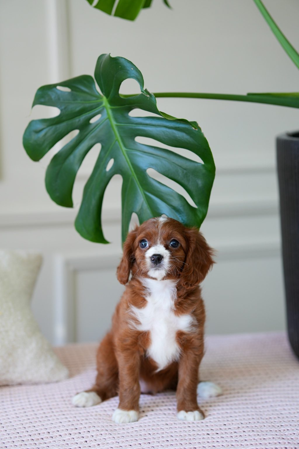 Cavapoo Girl