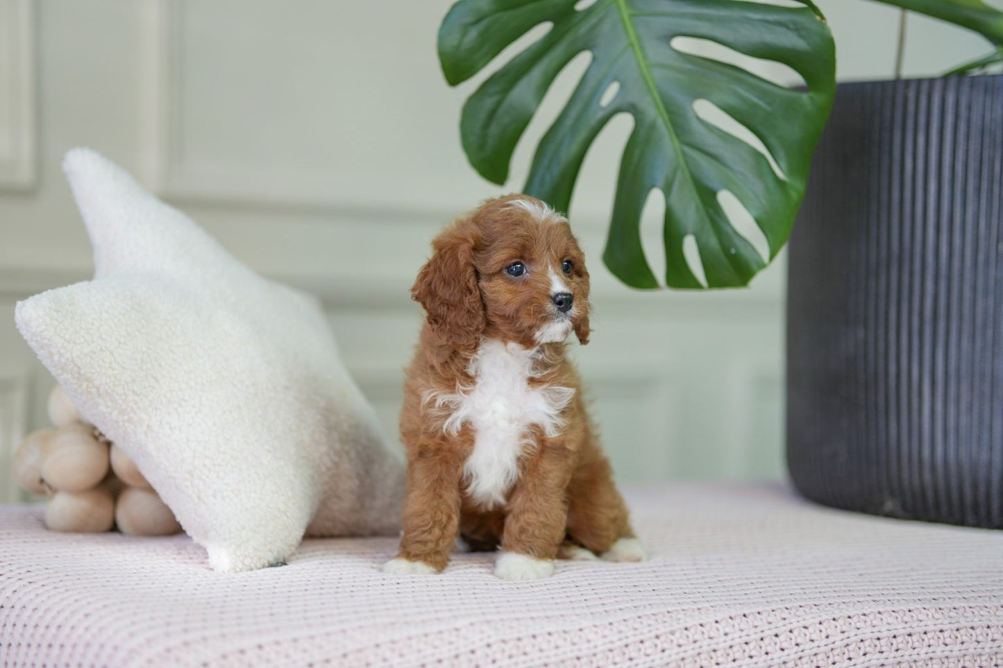 Cavapoo Girl