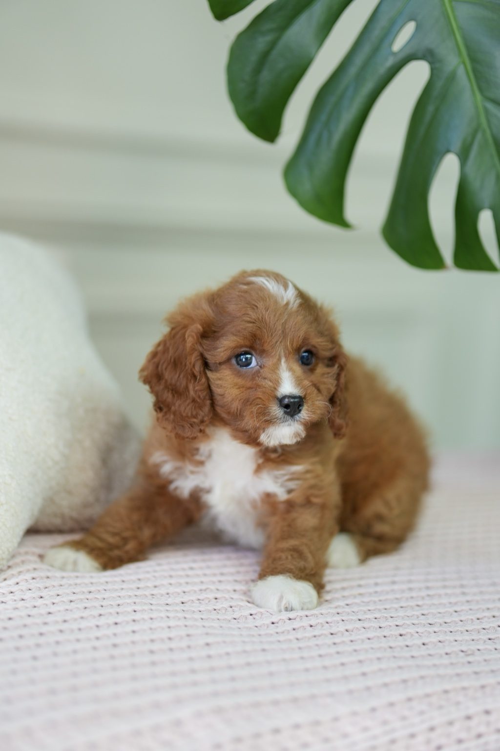 Cavapoo Girl