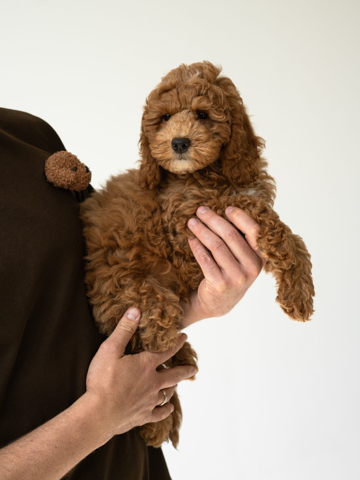 Mini Goldendoodle Boys