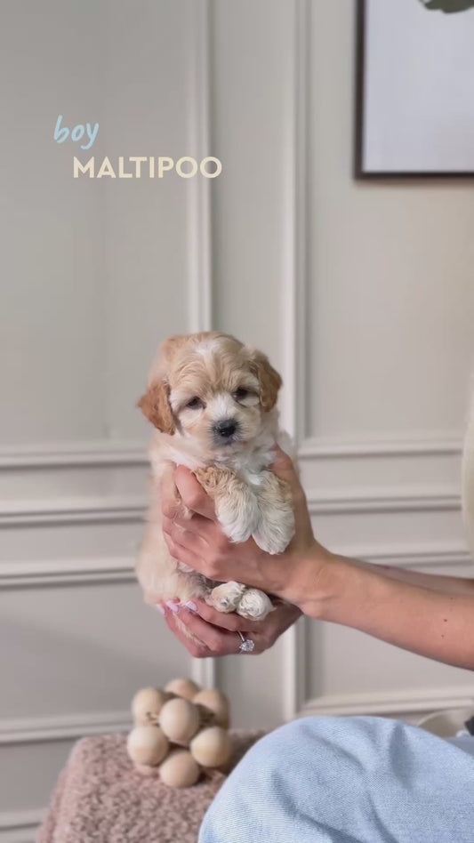 Maltipoo Toy Boy