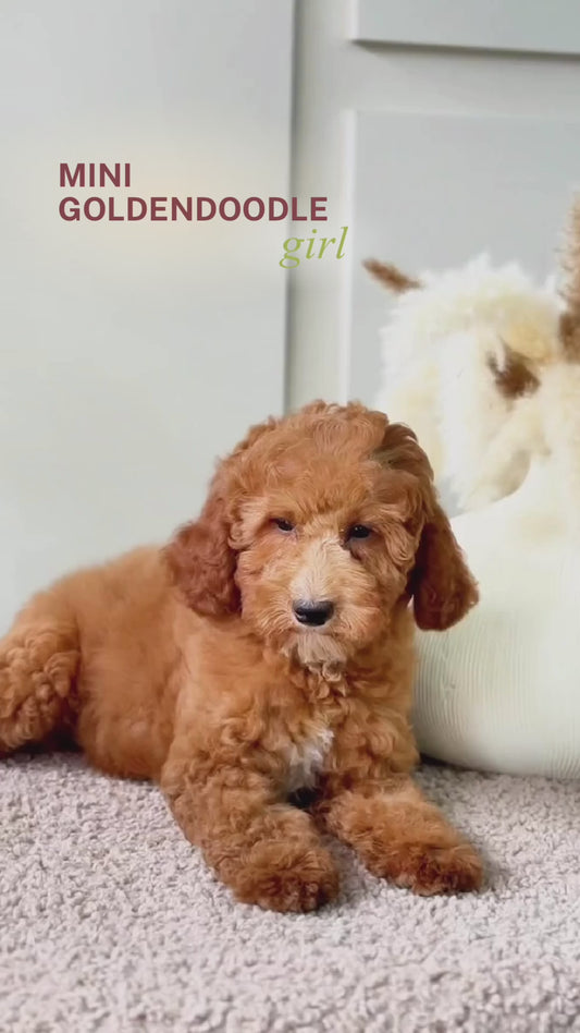Mini Goldendoodle girl