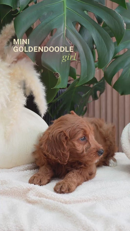 Mini Goldendoodle girl