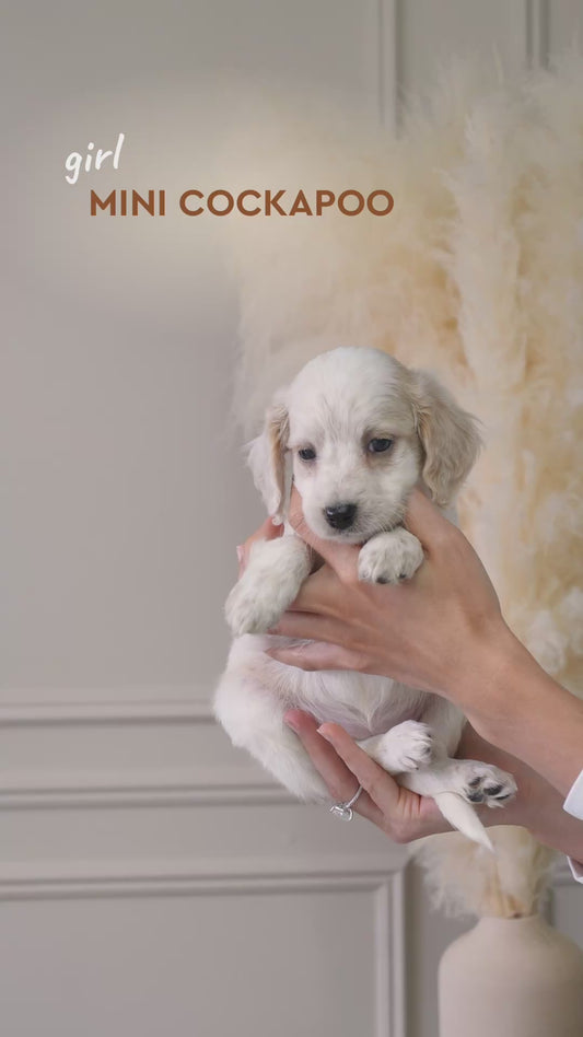 Mini Cockapoo Girl