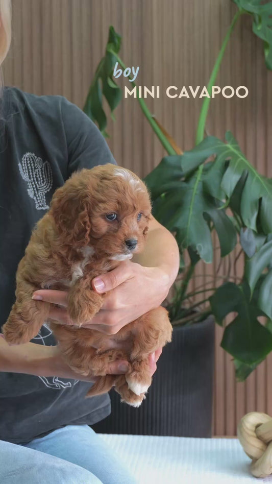 Cavapoo boy