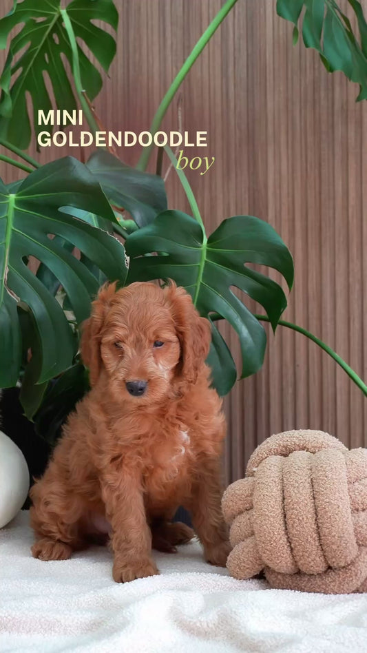 Mini Goldendoodle Boy