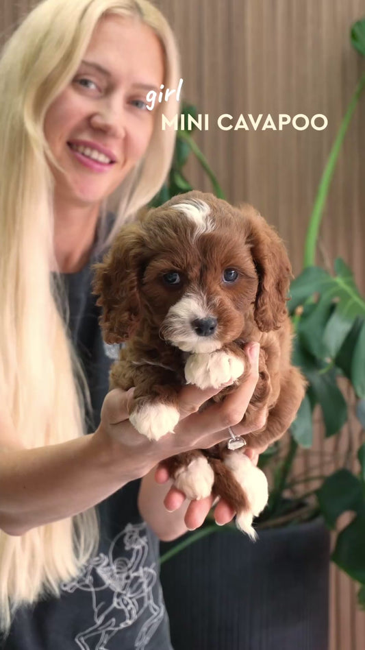 Cavapoo Girl